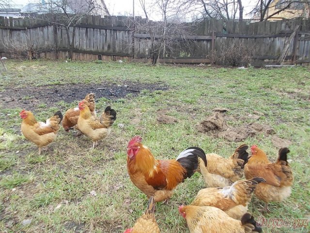 продаю петухов породы кучинская-юбилейная в городе Ногинск, фото 1, стоимость: 700 руб.