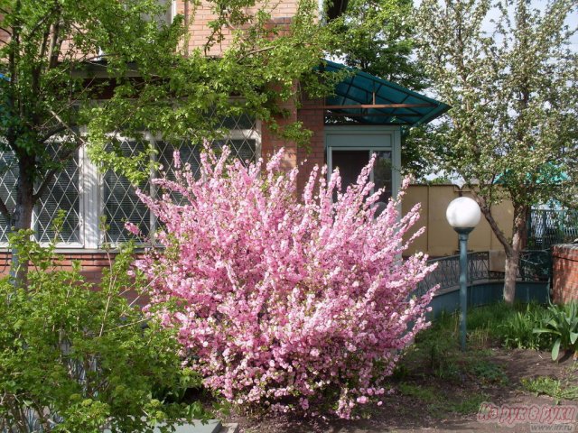 Сакура (японская вишня). в городе Красноярск, фото 5, Красноярский край