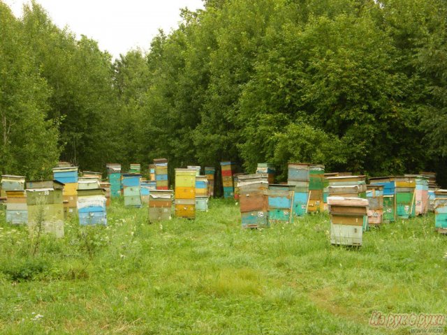 Пчелосемьи от пчеловода в городе Тамбов, фото 2, стоимость: 7 000 руб.