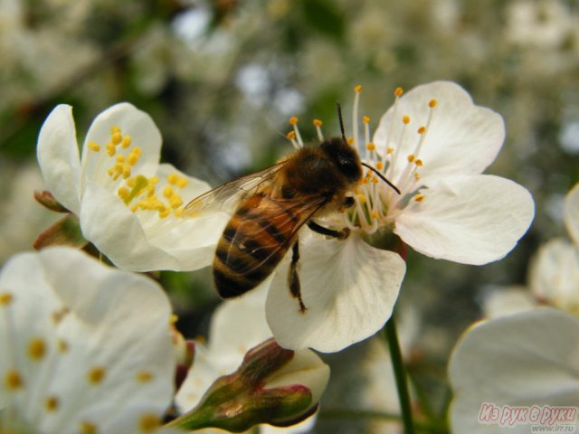 Пчелосемьи от пчеловода в городе Тамбов, фото 3, Другие животные
