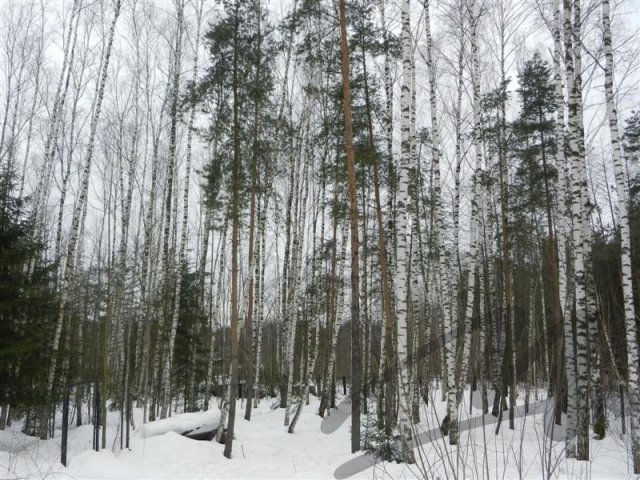 Королев,  продам,  земельный участок,  Валентиновка,  Ярославское ш.,  8км от МКАД,  Площадь участка 13.5 сот.  МИЭЛЬ в городе Королёв, фото 3, Московская область