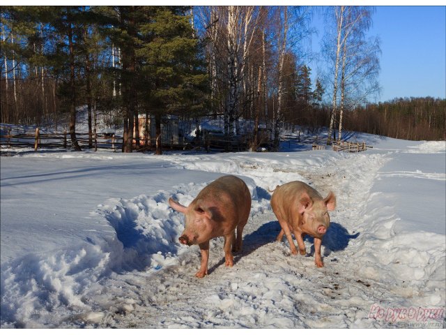 Помещение  12000 кв. м в городе Новокузнецк, фото 2, Кемеровская область