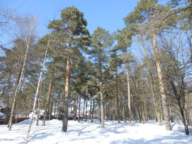 Участок в Видном около парка,  4 км от МКАД.  Сосны в городе Видное, фото 7, стоимость: 14 000 000 руб.