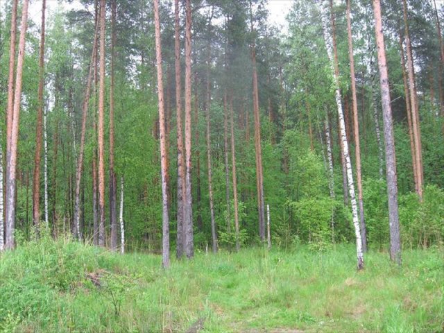 Участок 6.00 соток,  Кировский р-н,  Кировск в городе Кировск, фото 2, Ленинградская область