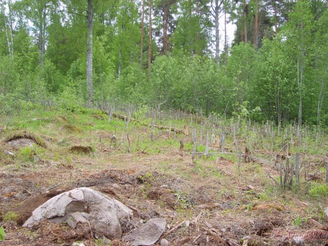 Участок 10 соток,  бытовка,  Приозерский р-н,  Приозерск ,  собственность,  земли С/Х назначения,  охрана в городе Приозерск, фото 4, стоимость: 400 000 руб.