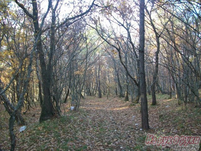 Участок 119 соток,  Геленджик ,  лесной фонд в городе Геленджик, фото 2, Краснодарский край