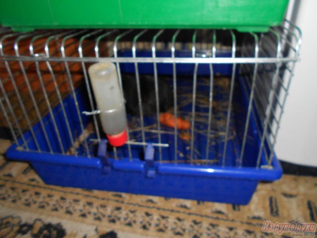 Клетка для кролика в городе Томск, фото 1, стоимость: 300 руб.