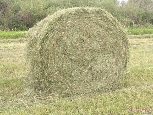 Сена рулонный (лугавое) в городе Самара, фото 1, Корма и добавки