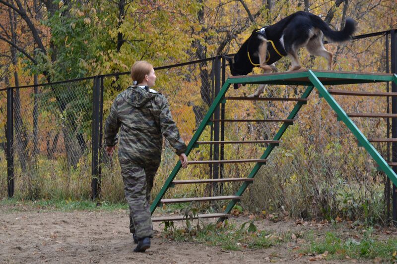       РУКЦ SPECIAL FORCES профессиональная дрессировка собак в городе Рязань, фото 1, Дрессировка