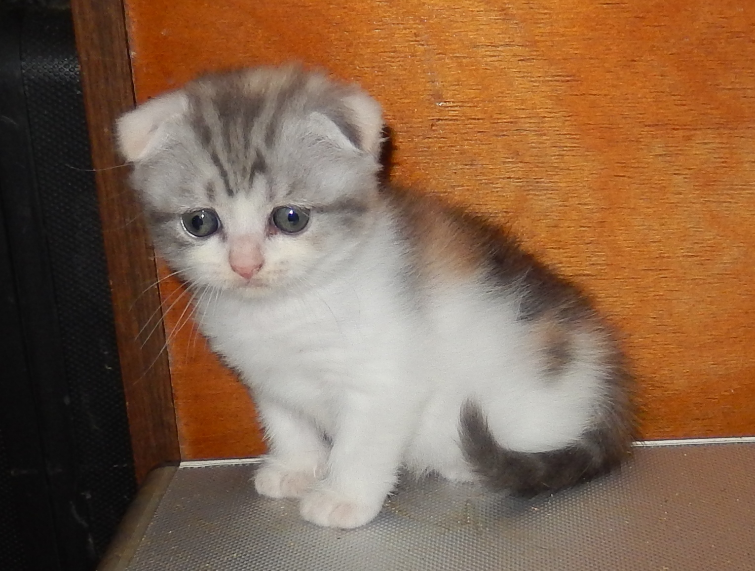 шотландский вислоухий котёнок в городе Кострома, фото 1, Костромская область