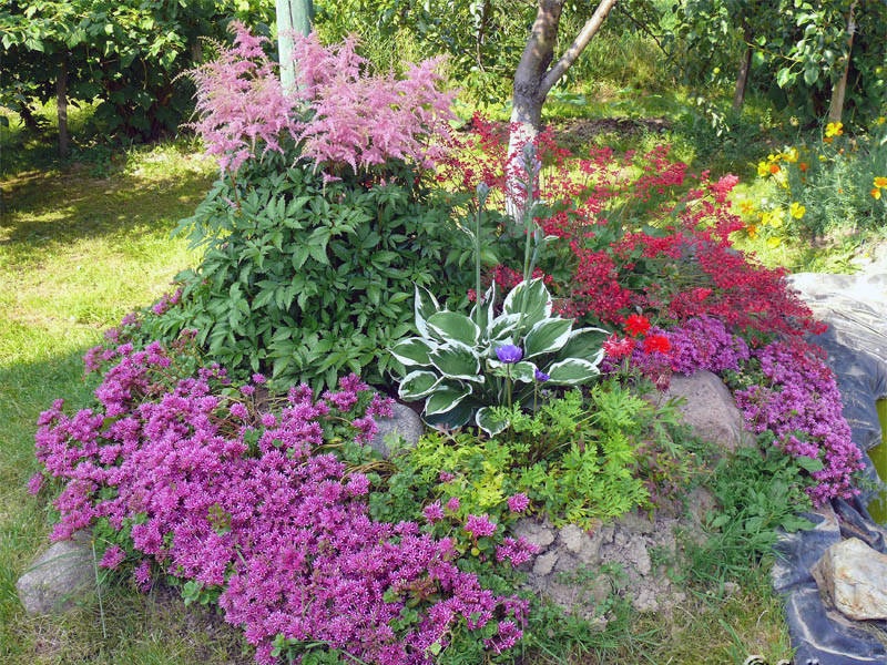 Корневищные цветы многолетние в городе Калининград, фото 1, Калининградская область