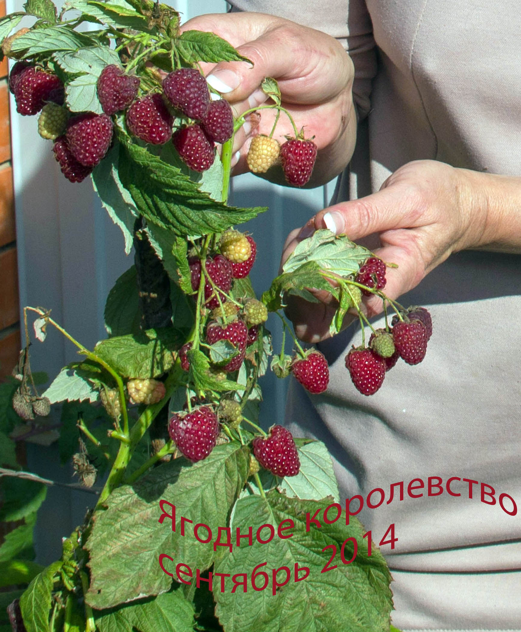 Саженцы малины, сорт  в городе Рязань, фото 1, телефон продавца: +7 (906) 541-69-25