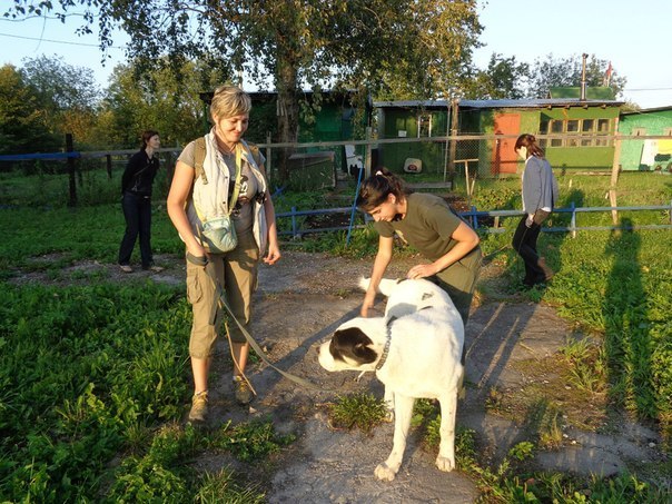 Охрана объектов с служебными собаками в городе Санкт-Петербург, фото 1, телефон продавца: +7 (951) 667-15-08