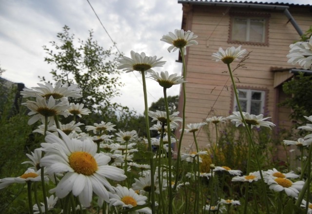 Продаю дачу снт Клубничка 2 в городе Орехово-Зуево, фото 1, Московская область