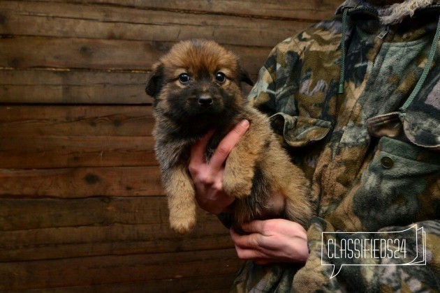 Чудесные создания ждут хозяев в городе Благовещенск, фото 1, Амурская область