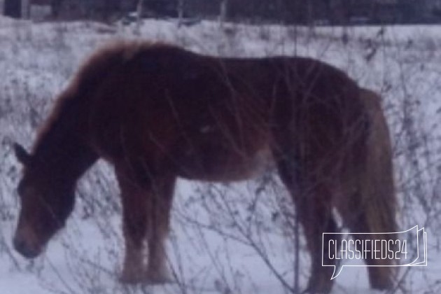 Русская тяжеловозная кобылка в городе Рязань, фото 2, Лошади