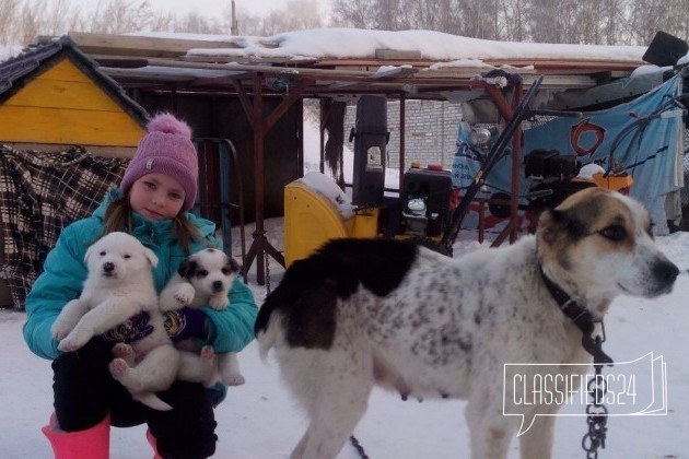 Щенки в добрые руки в городе Барнаул, фото 1, телефон продавца: +7 (913) 271-94-80