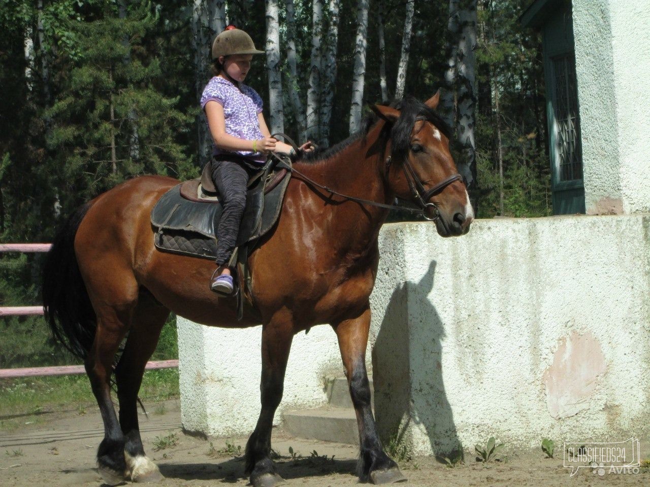 Лошадь в городе Челябинск, фото 3, стоимость: 60 000 руб.