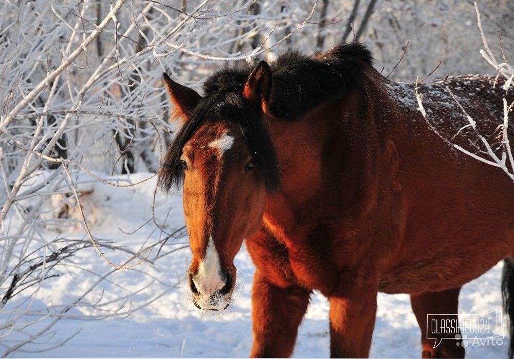 Лошадь в городе Челябинск, фото 4, Лошади