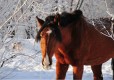 Лошадь в городе Челябинск, фото 4, Лошади