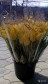 Тюльпанчики в городе Таганрог, фото 1, Ростовская область