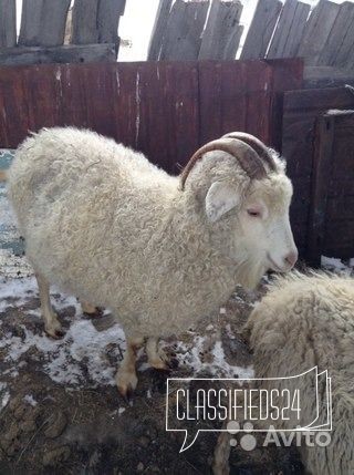 Козел и козы пуховые в городе Ишим, фото 2, Тюменская область