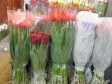 Букеты из тюльпана по 3 шт в городе Ростов-на-Дону, фото 1, Ростовская область