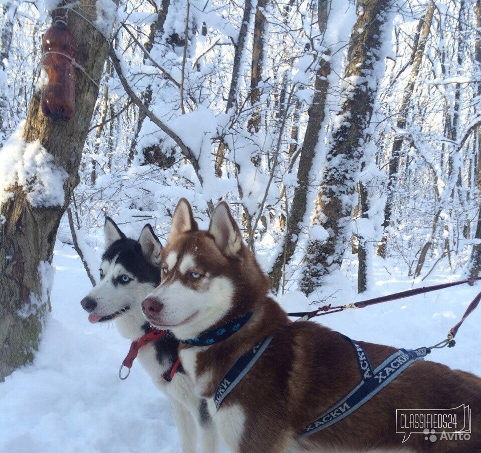 Вязка в городе Ставрополь, фото 3, стоимость: 100 руб.