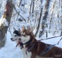 Вязка в городе Ставрополь, фото 3, стоимость: 100 руб.