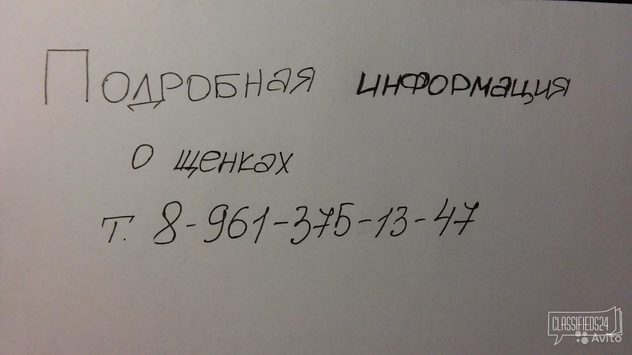 Продам щенков сао в городе Казань, фото 4, Среднеазиатская овчарка