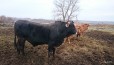 Племенной бык в городе Таганрог, фото 3, стоимость: 0 руб.