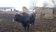 Племенной бык в городе Таганрог, фото 4, Сельхоз животные