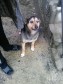 Отдам Собаку в городе Старый Оскол, фото 1, Белгородская область