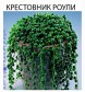 Цветущие бусы на ниточках и другие в городе Ростов-на-Дону, фото 1, Ростовская область