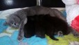 Отдам очаровательных котят в городе Александров, фото 2, телефон продавца: |a:|n:|e: