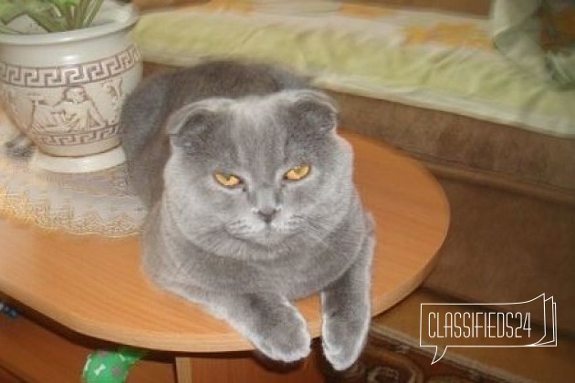 Вислоухий котик для вязки в городе Обнинск, фото 1, стоимость: 2 000 руб.