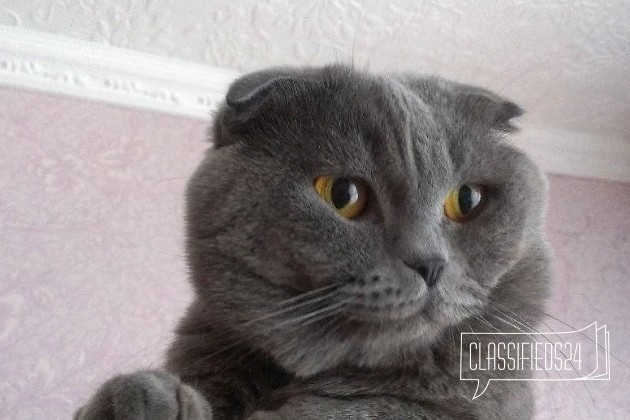 Вислоухий котик для вязки в городе Обнинск, фото 2, Британская