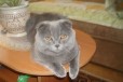 Вислоухий котик для вязки в городе Обнинск, фото 1, Калужская область