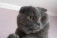 Вислоухий котик для вязки в городе Обнинск, фото 2, телефон продавца: +7 (980) 512-68-50