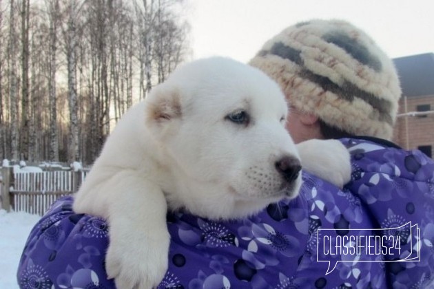 2.5 мес. Перспективные щенки алабая в городе Ижевск, фото 2, телефон продавца: +7 (965) 850-86-85