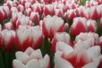 Тюльпаны в городе Ростов-на-Дону, фото 1, Ростовская область