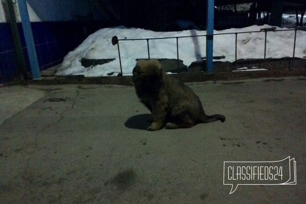 Отдам щенков в хорошие руки в городе Рязань, фото 4, Рязанская область