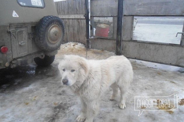 Отдам в добрые руки в городе Саяногорск, фото 2, Среднеазиатская овчарка