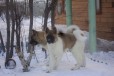 Подрощенные щенки отличного качества в городе Новосибирск, фото 1, Новосибирская область