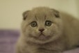 Чистокровный Шотландский вислоухий котик продается в городе Пенза, фото 1, Пензенская область