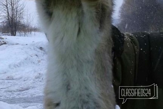 Кролики-Ризен в городе Скопин, фото 2, стоимость: 0 руб.