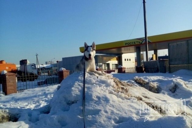 Знатный кобель для вязки в городе Тольятти, фото 2, Сибирская хаски