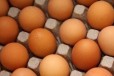 Инкубационное яйцо кур несушек Хайсекс Браун в городе Щекино, фото 1, Тульская область