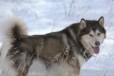 Аляскинского маламута три собаки пристраиваются в городе Санкт-Петербург, фото 2, телефон продавца: |a:|n:|e: