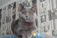 Британские короткошерстные котята голубого окраса в городе Санкт-Петербург, фото 1, Ленинградская область